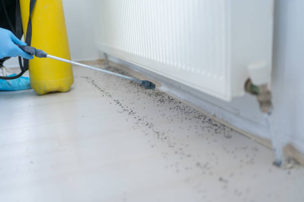 Best Flea Control Services  in Sterlington, LA